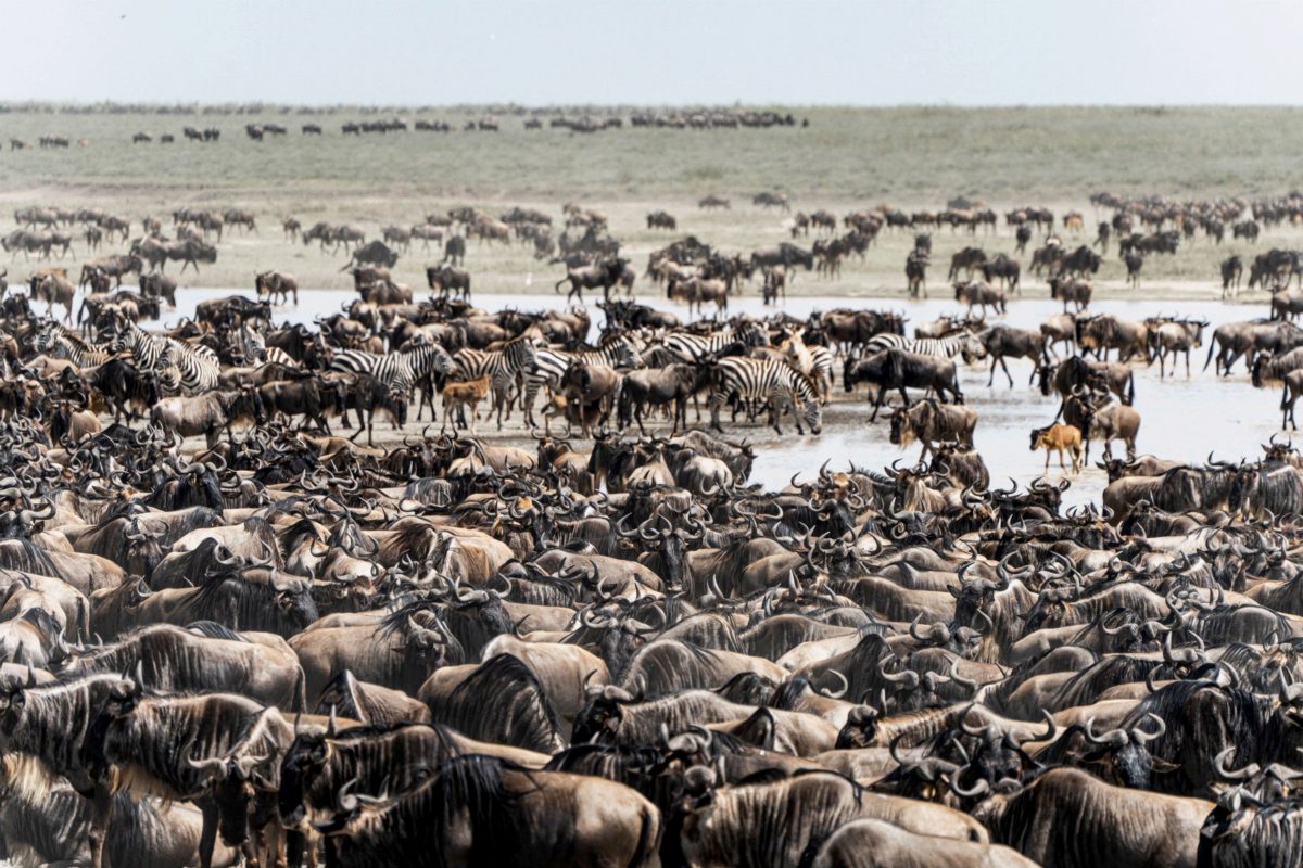 A tightly packed herd of wildebeest on a wet plain.