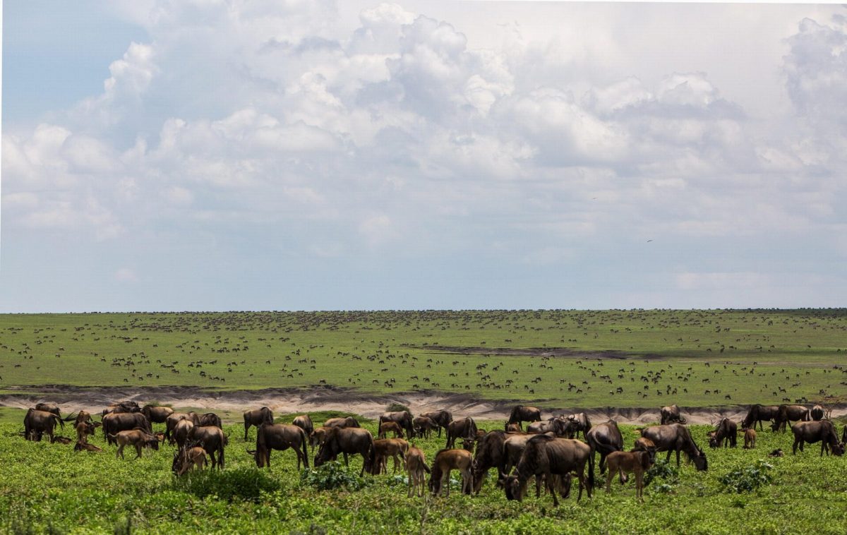 Wildebeest grazing on a wide green plain under a cloudy sky.