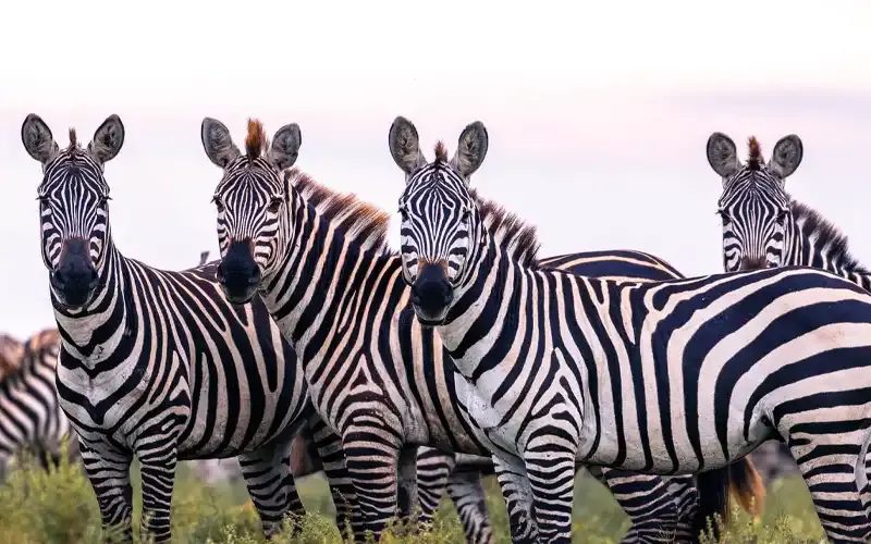 A line of zebras standing close together, looking straight at the camera.