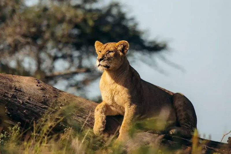 A lioness resting on a thick branch, looking out across the plain.