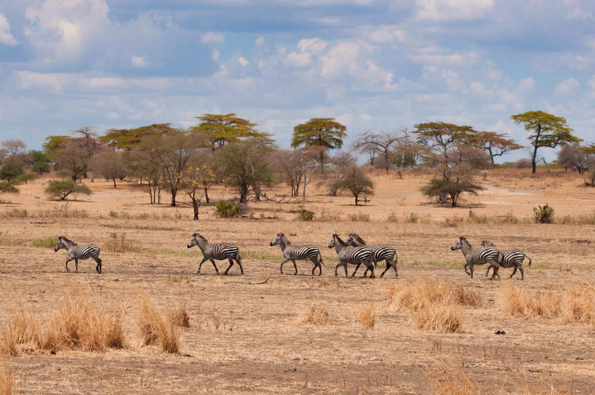 Zebras walking in a line across a dry plain dotted with trees.