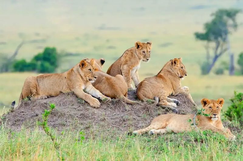 A lioness and four half-grown cubs resting on a grassy rock outcrop.
