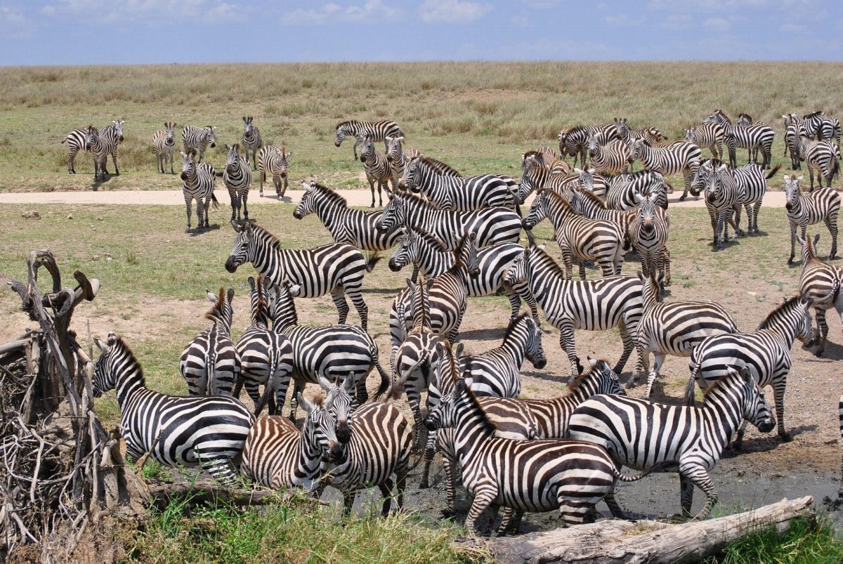 A big herd of zebras crowded together on open ground.