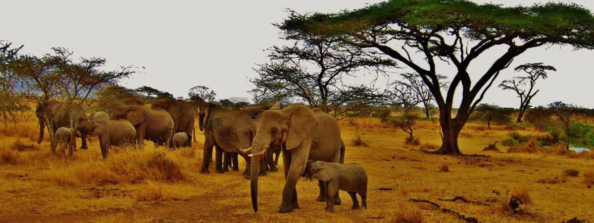An elephant family walking beneath acacia trees on dry grassland.