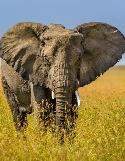 A lone elephant standing in tall golden grass, ears spread wide.