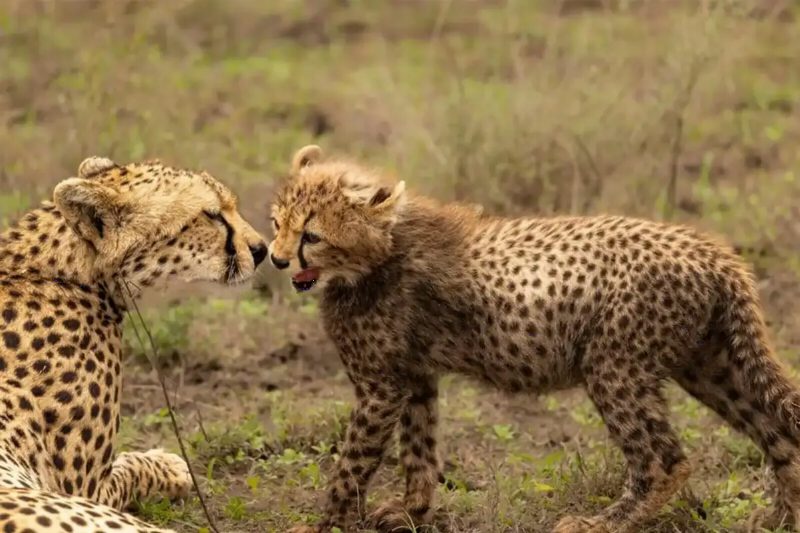 A cheetah cub nuzzling its mother on short grass.