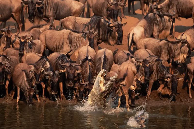 A crocodile lunging from the water at wildebeest crowded along a muddy riverbank.