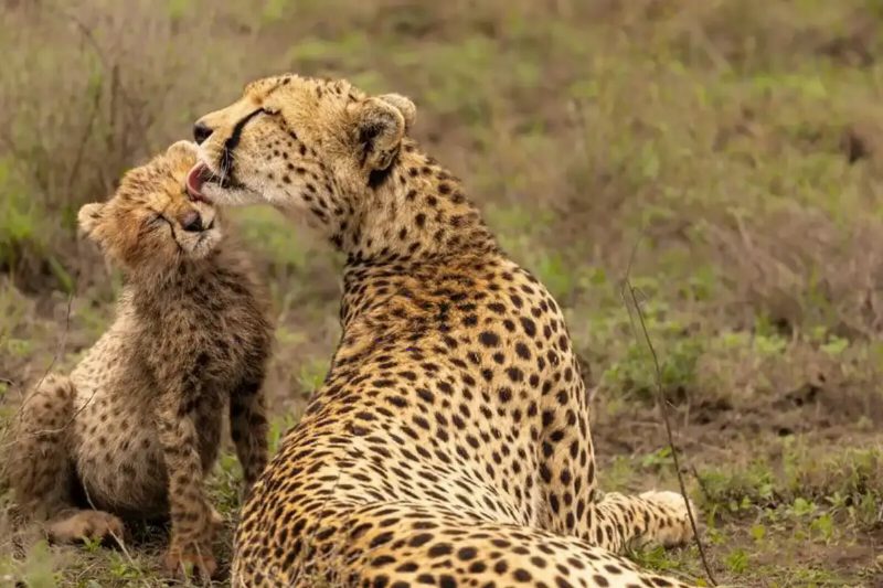 A cheetah licking its cub's face as they sit in the grass.