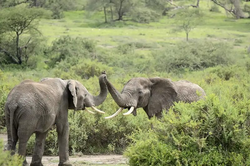 Two elephants reaching their trunks toward each other among green bushes.