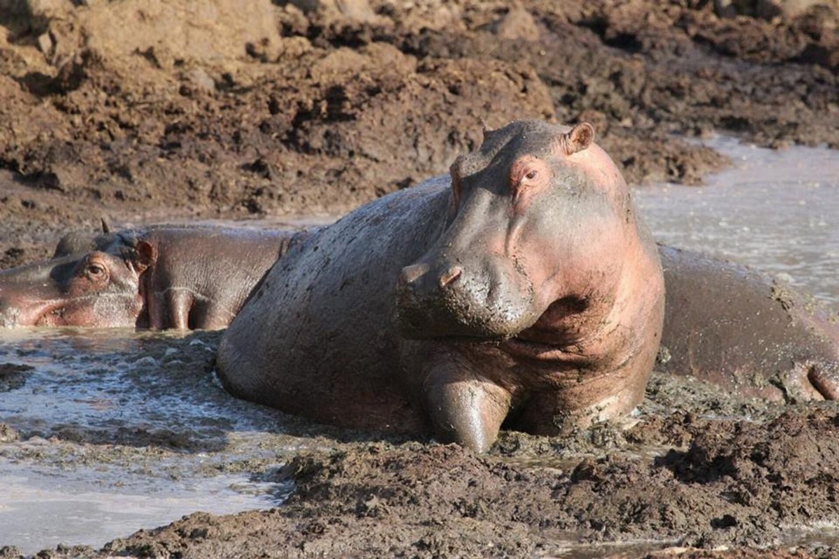 A hippo lying in a muddy pool.