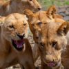 safari holiday packages