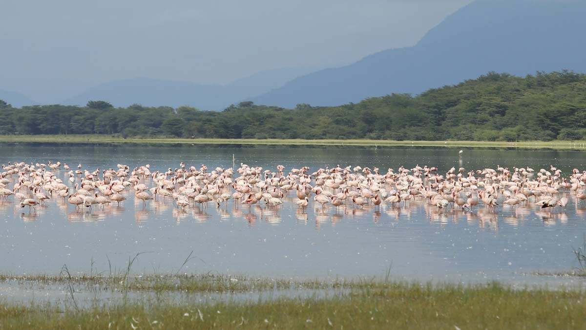 Manyara