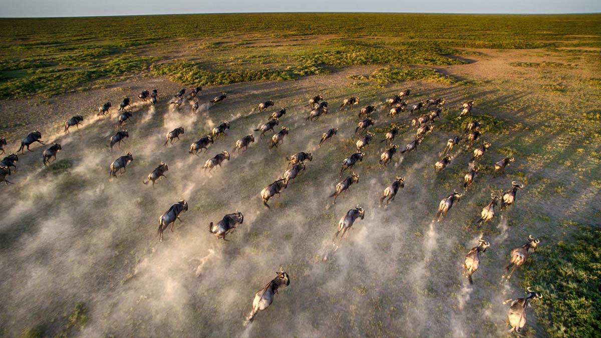 serengeti